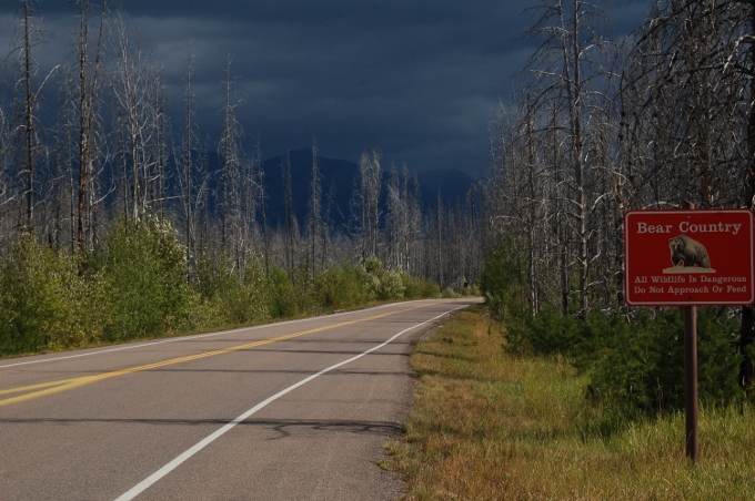a back road lined with burned trees, Glacier NP